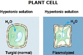 Why does plant cell shrink when kept in hypertonic solution?