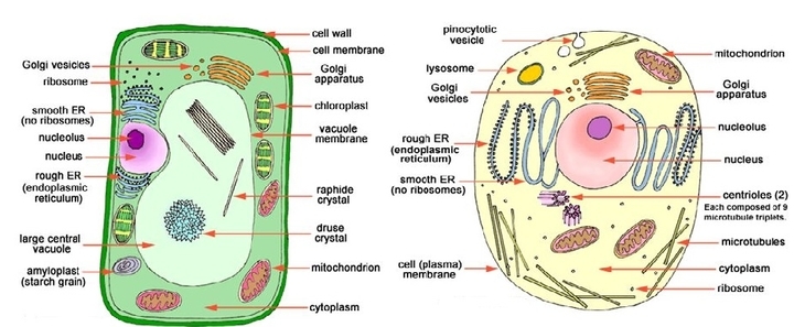 Make a comparison and write down ways in which plant cells are different  from animal cells.